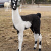 ccara pack llama crias for sale