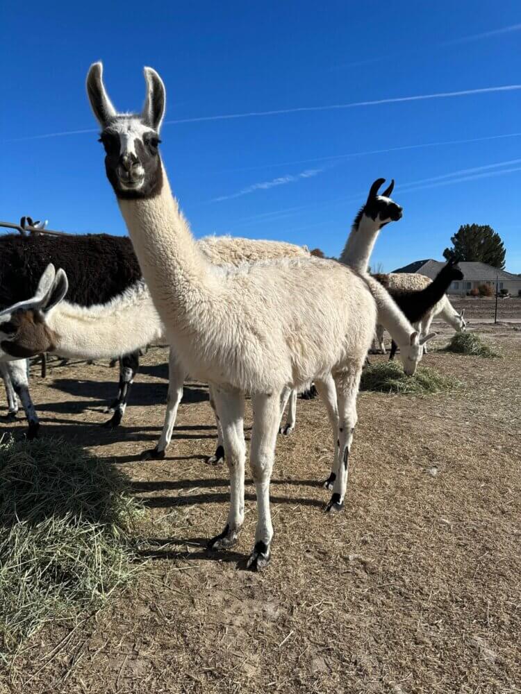 ccara pack llamas for sale