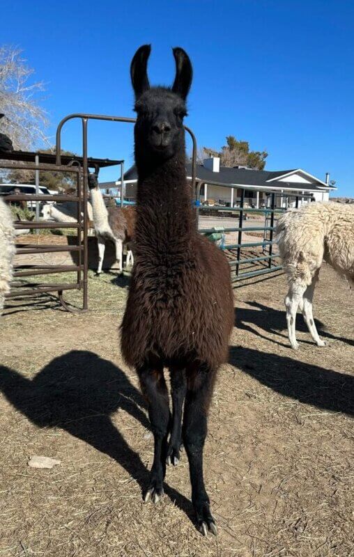 ccara pack llamas for sale